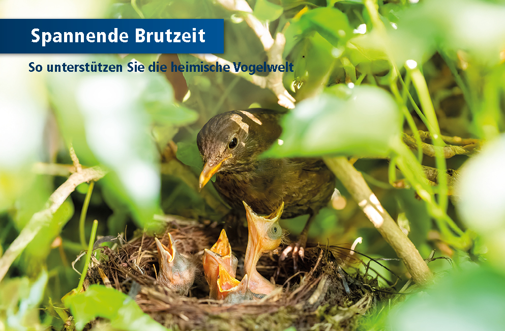 Spannende Brutzeit bei Wildvögeln