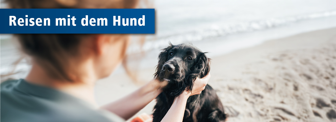 Hund am Strand