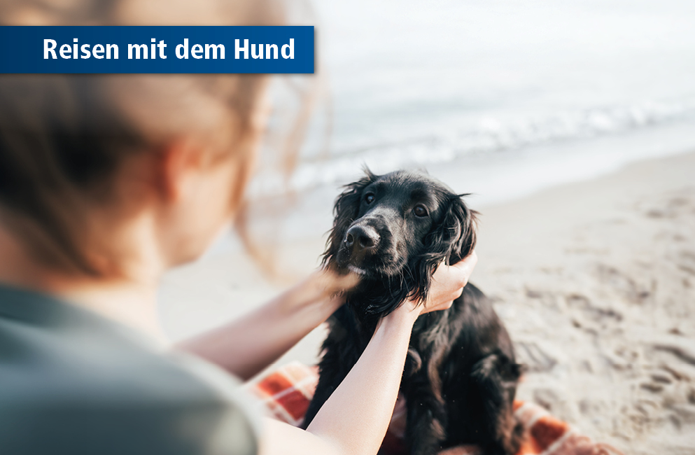 Hund im Sand