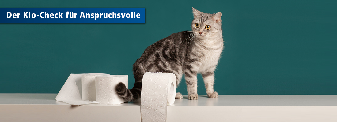Katze mit Klorollen neben sich